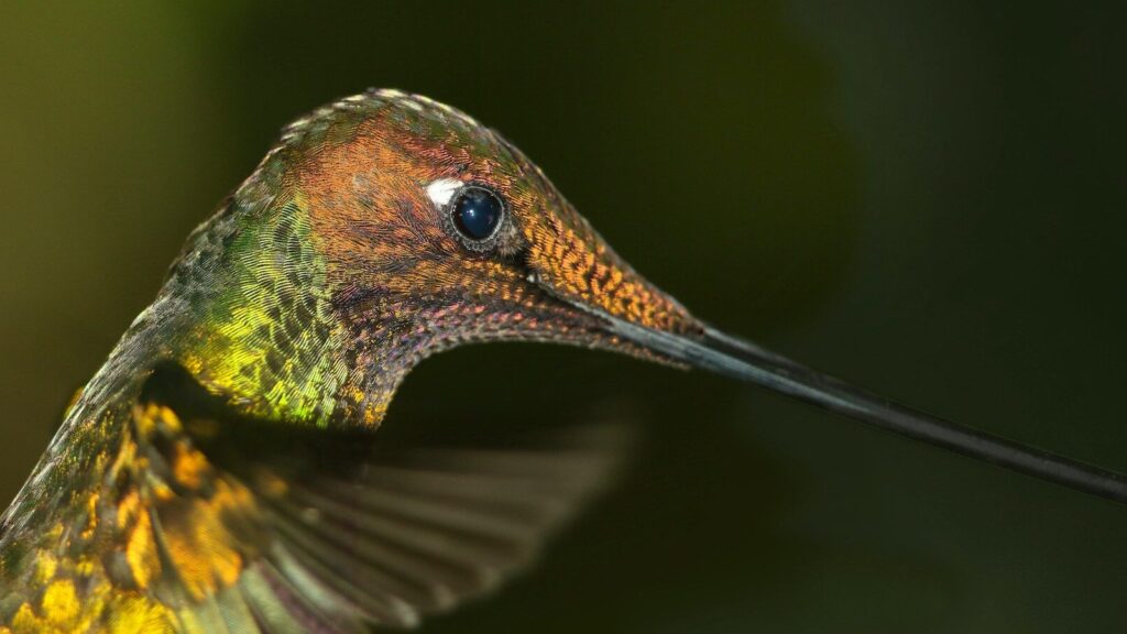 Macro shot of Southern Giant Hummingbird head highlighting iridescent feathers