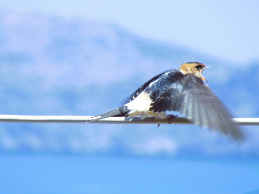 a bird sitting on a wire with mountains in the background
