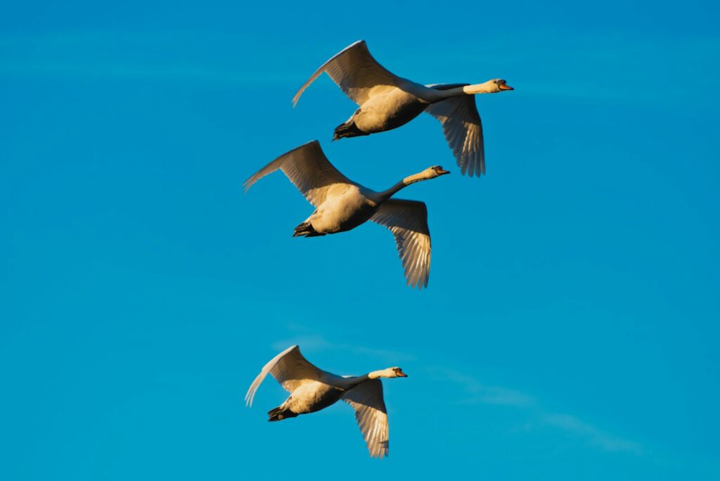 Three swans are flying in a bright blue sky.