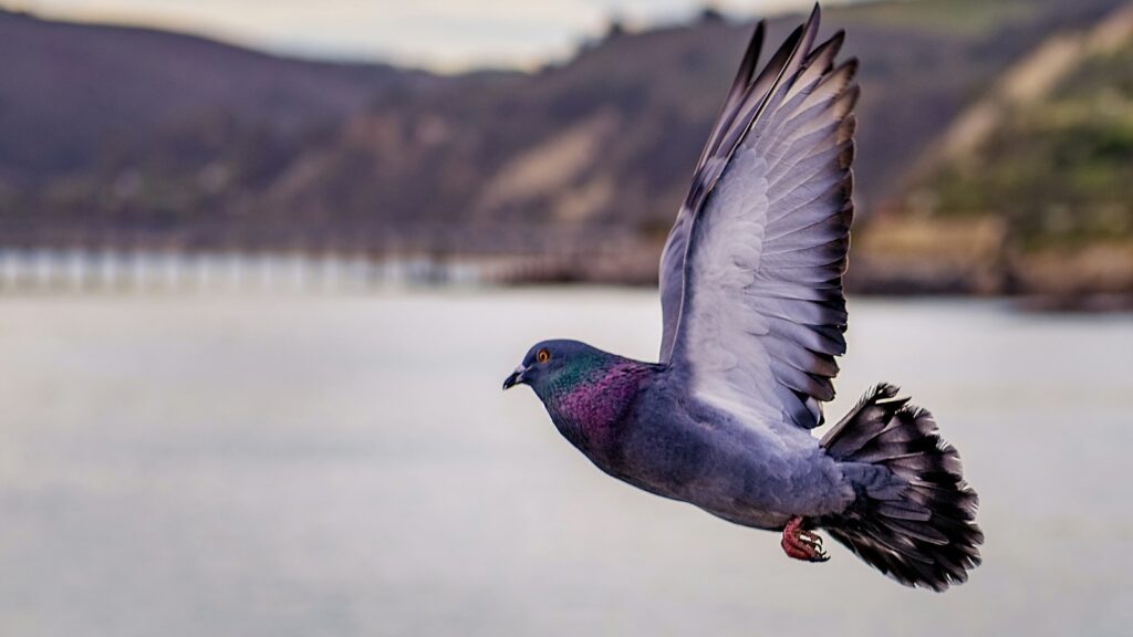 Pigeon soaring above the lake with mountains in the distance