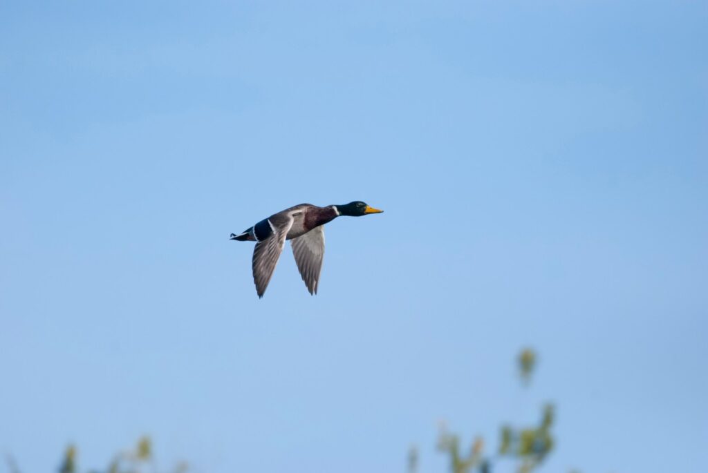 A Mallard flies against a clear blue sky.