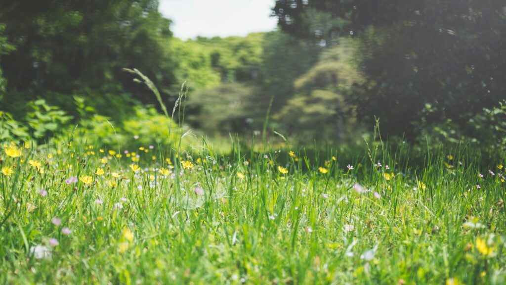 Serene morning light over a peaceful grassy field