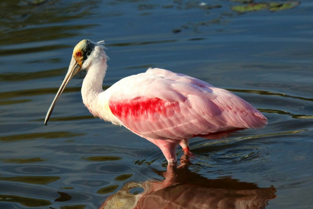A pink bird with a long beak standing in the water