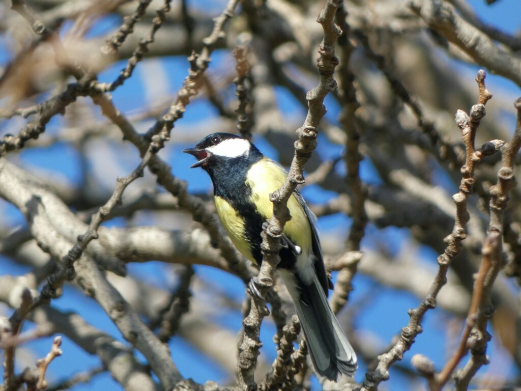 A Great Tit with yellow, black, and white plumage perches on a branch.