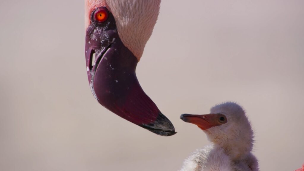 Flamingo bending down, carefully observing its chick