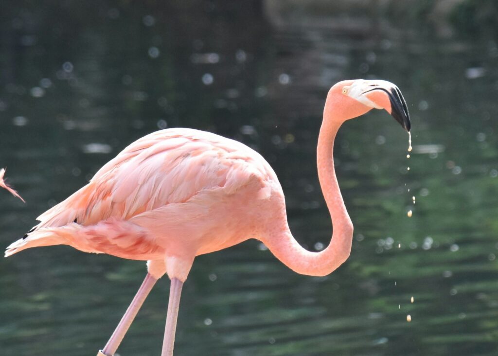 A pink flamingo stands gracefully with its head turned to the side.