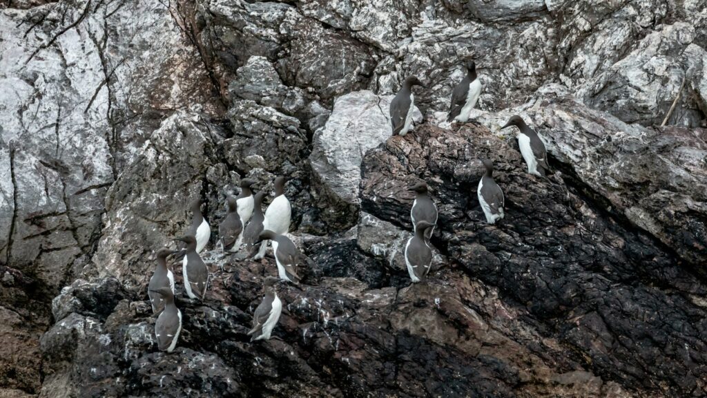 Group of Auks standing on a rocky cliff