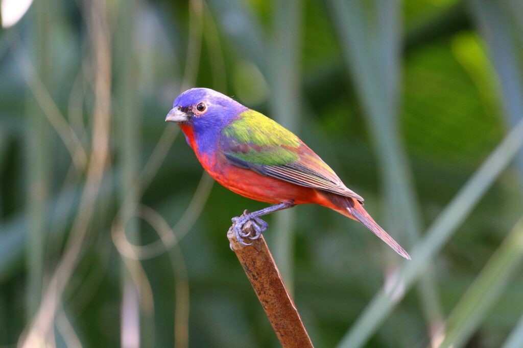 a colorful painted bunting bird perched on top of a wooden stick
