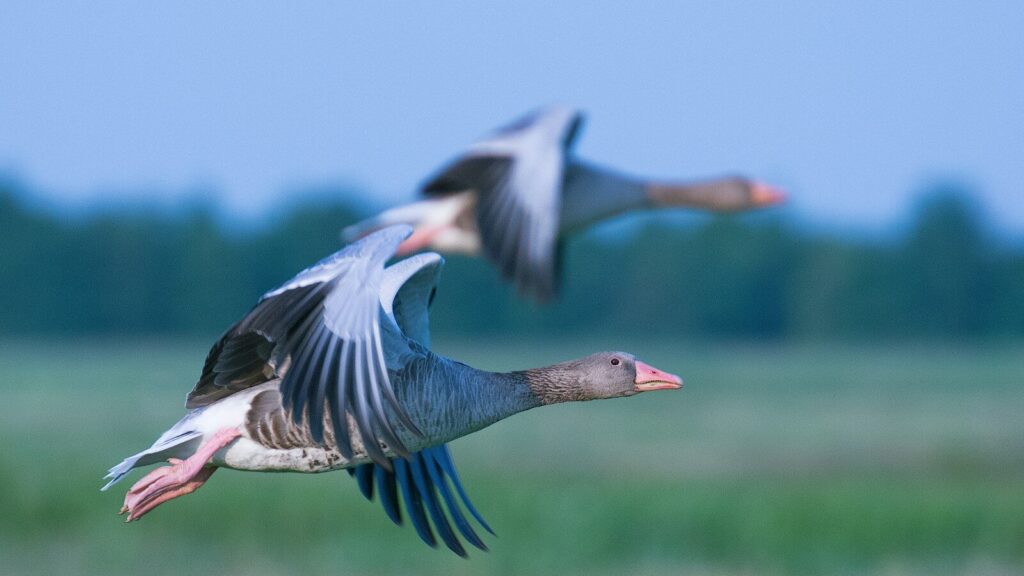 Two geese flying side by side over a green grassy field