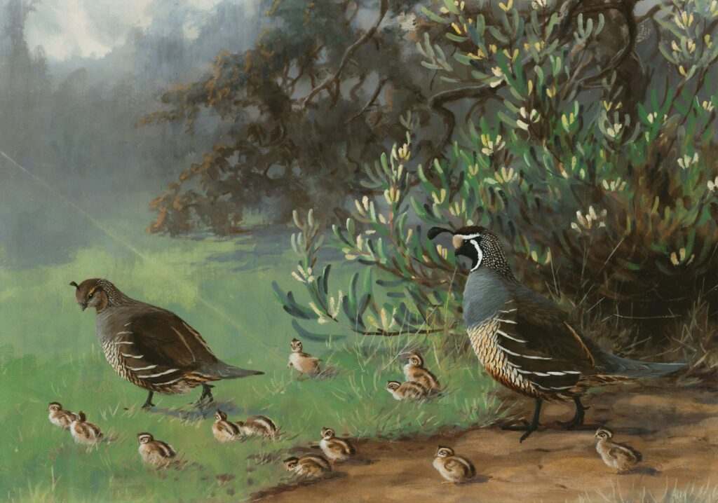 A family of California Quail foraging on the ground.