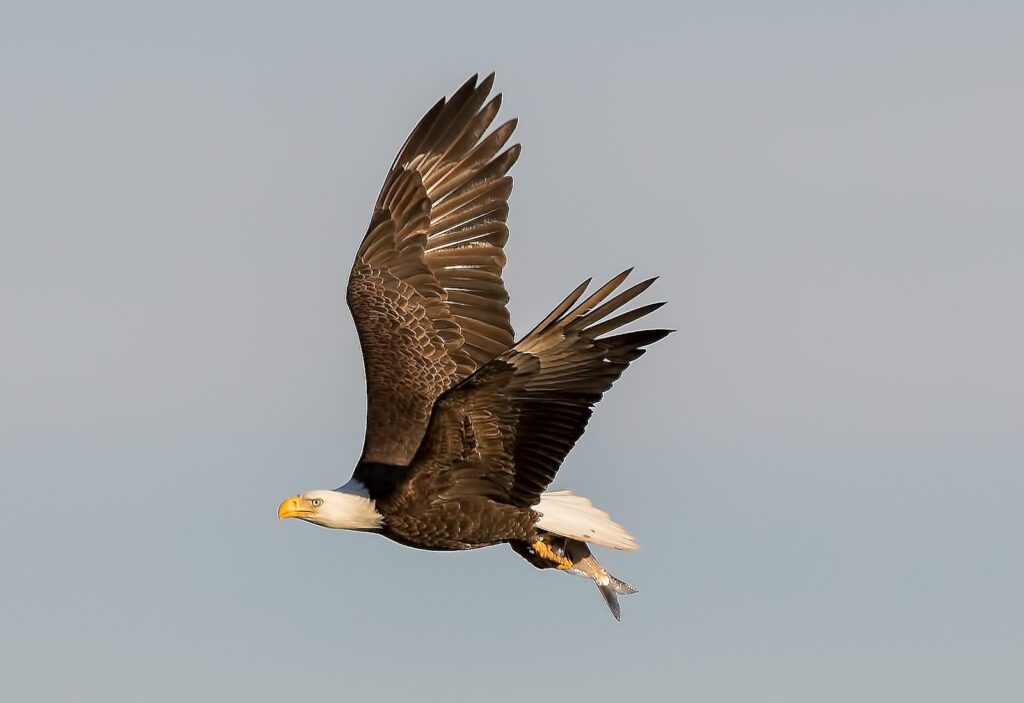 A bald eagle soars through the sky.