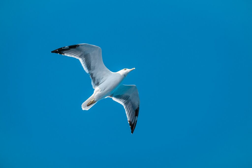 A Gull soars against a clear blue sky.