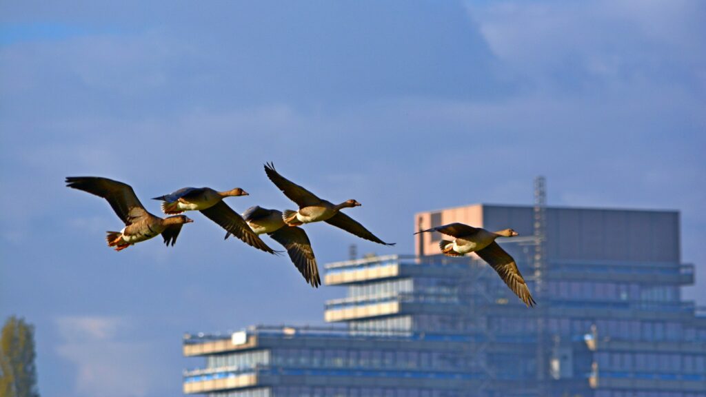 Flock of geese flying above urban buildings