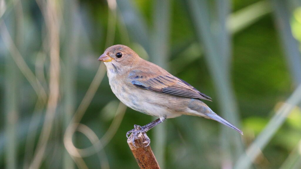 Female Indigo Bunting with brown plumage on the tip of a stick