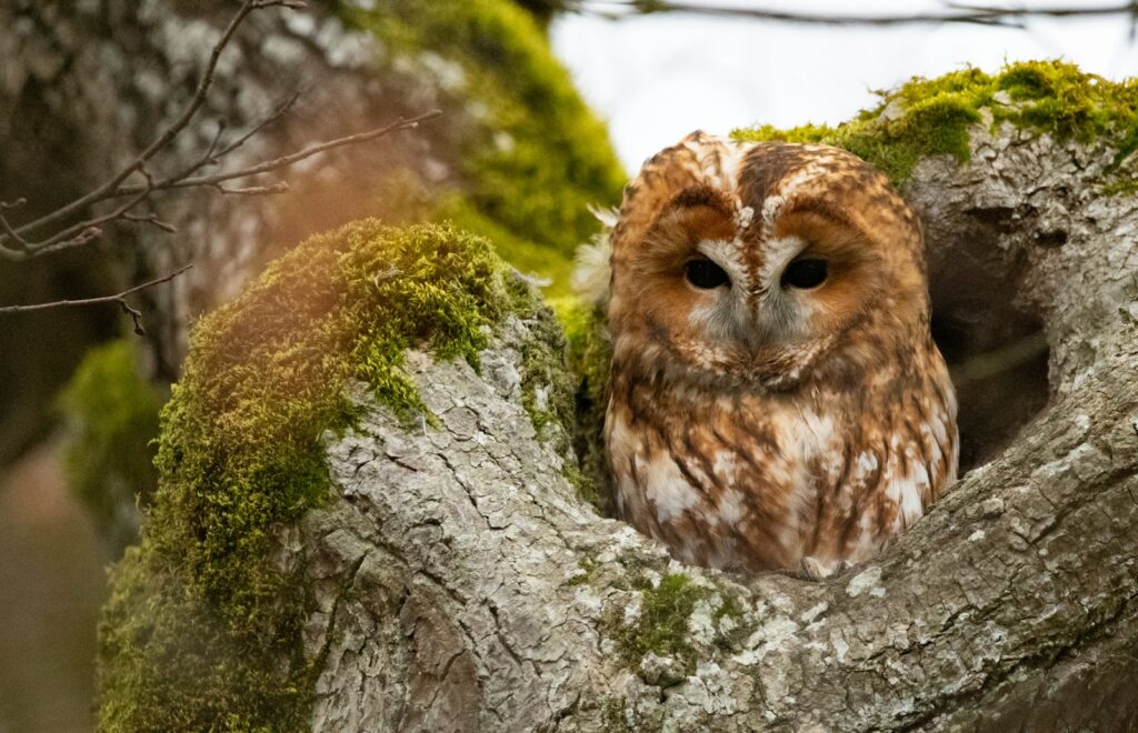 A Tawny owl perched in a tree hollow.