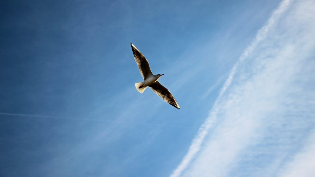 Seagull flying with wings fully spread against a blue sky