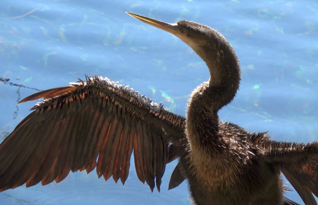 An Anhinga with spread wings and a curved neck stands against blue water.