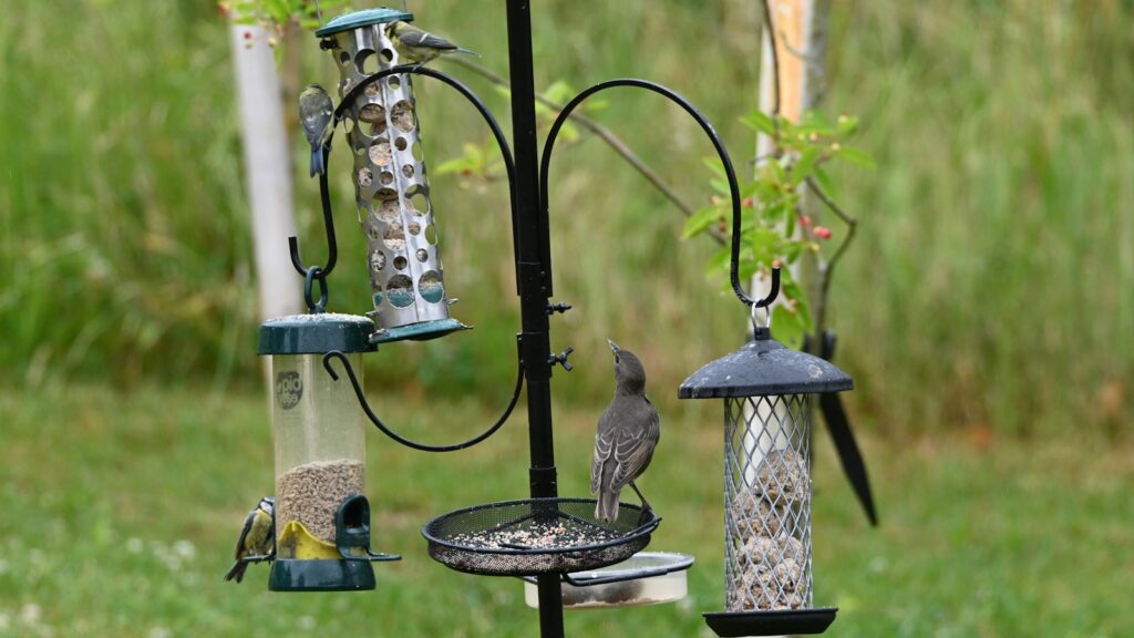 Four types of bird feeders hanging from metal pole in backyard garden