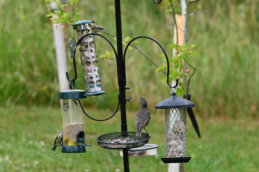 A Starling and a Blue Tit perch on a bird feeder.