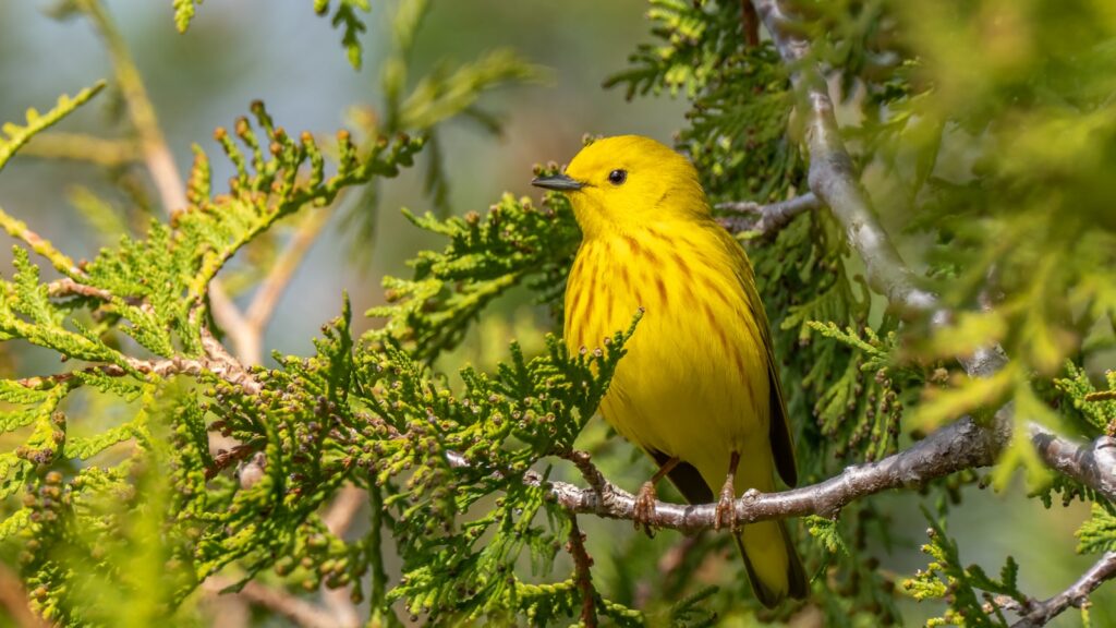 A bright yellow Yellow Warbler perches on a branch with green needles.