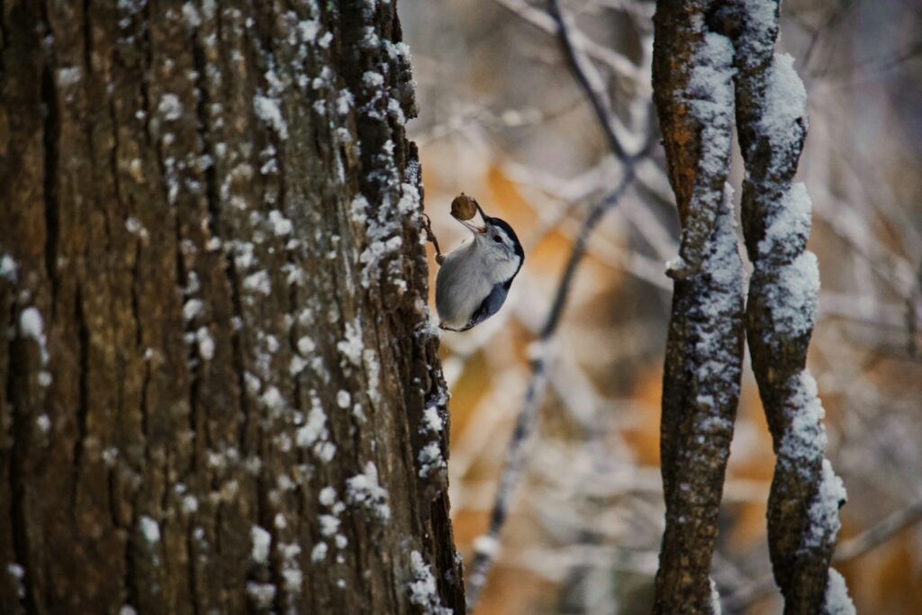 A White-breasted Nuthatch clings to a snow-dusted tree trunk with a nut in its beak.