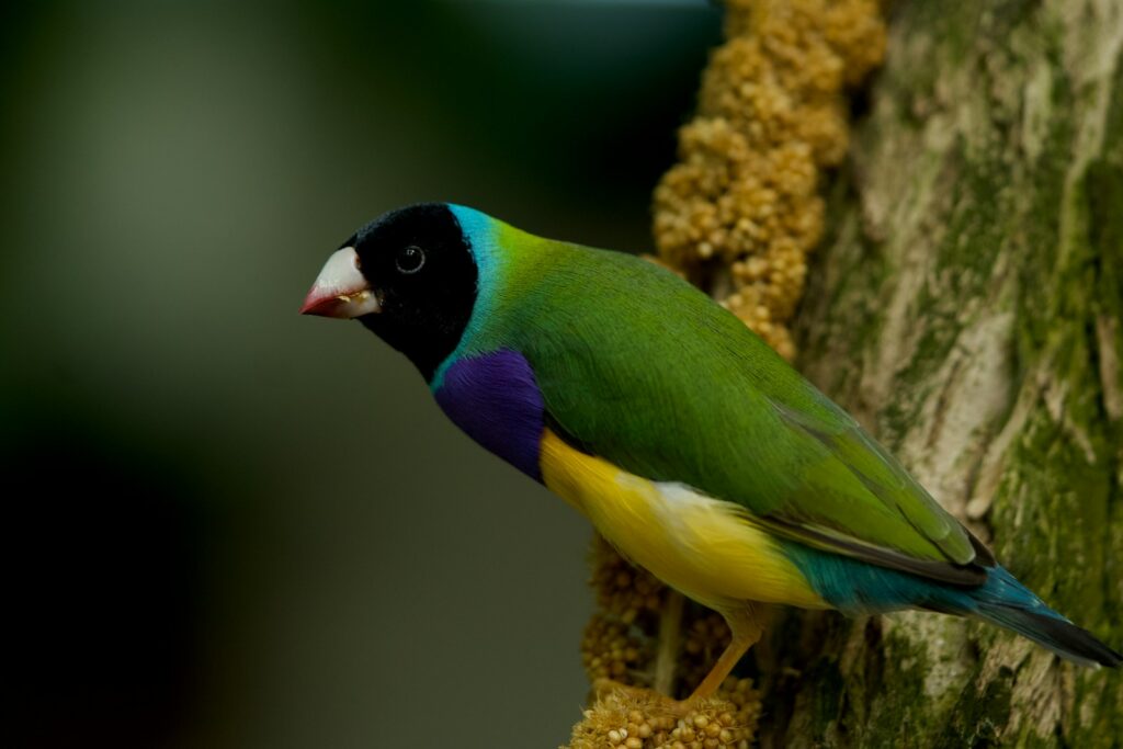 A black-headed Gouldian finch with vibrant plumage perches on a textured branch.