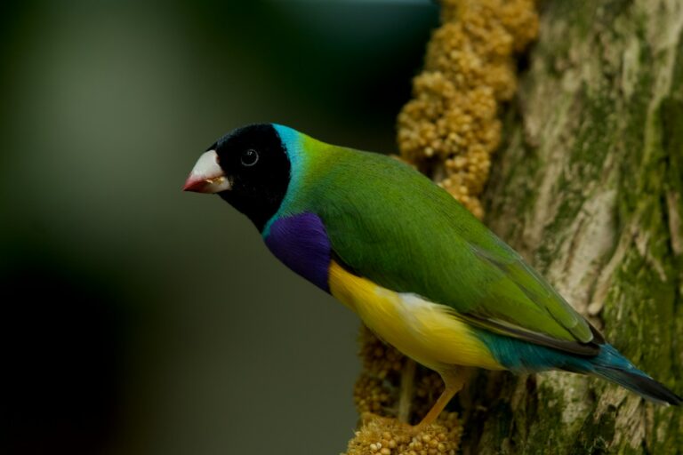 A black-headed Gouldian finch with vibrant plumage perches on a textured branch.