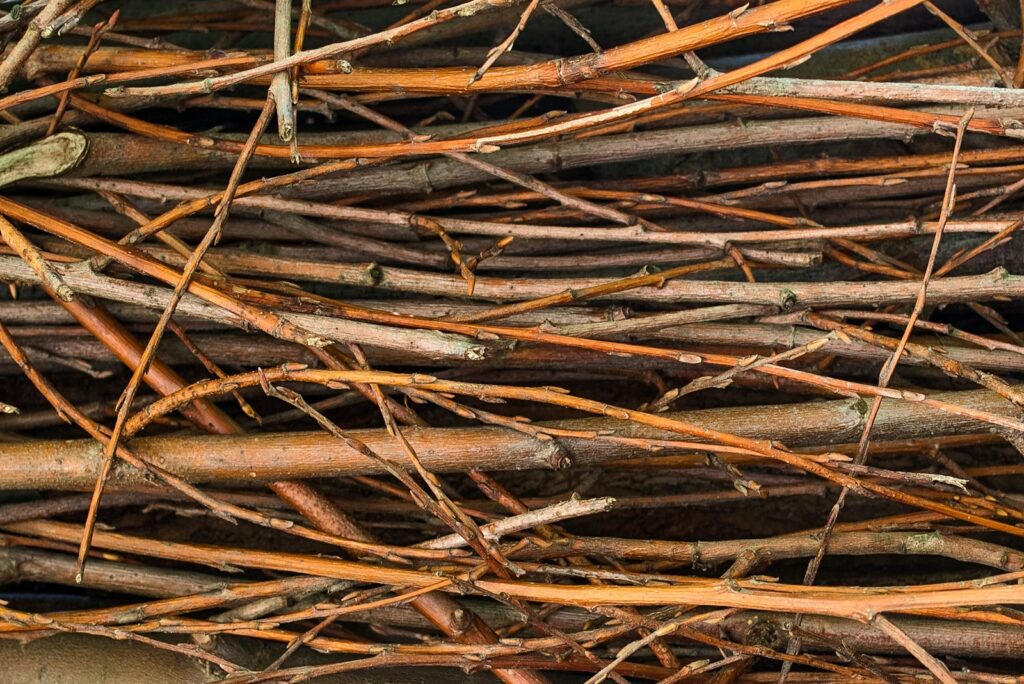 brown dried leaves on ground