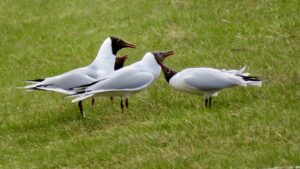 Three Black-headed gulls stand on green grass.