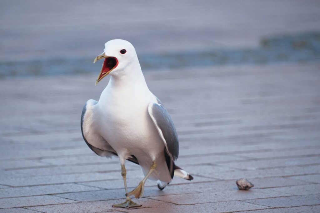 A Common Gull with its beak open, standing on a paved surface.