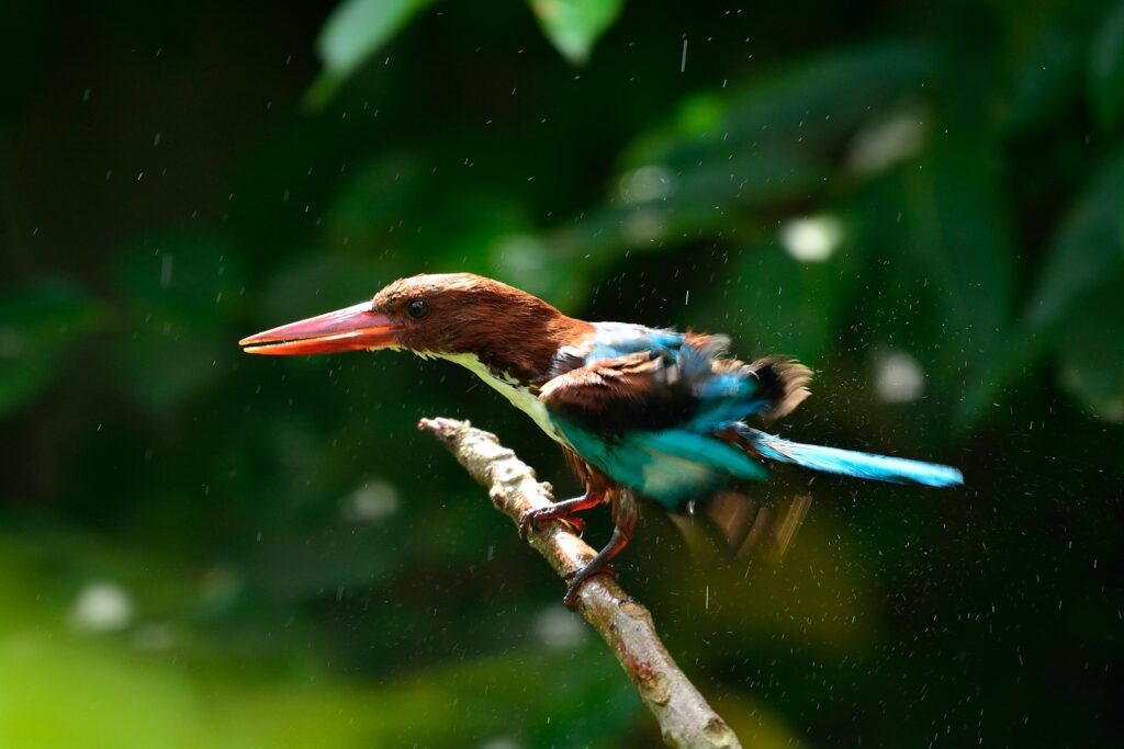A White-throated Kingfisher is perched on a small branch in the rain.