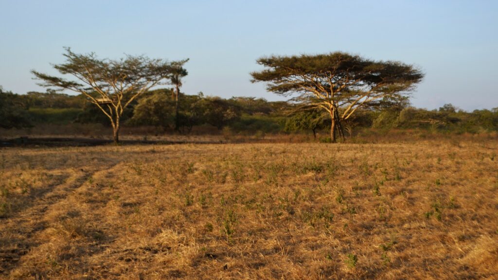 savanna field with sparse trees