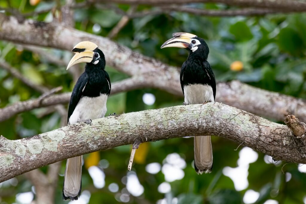 two hornbills on a tree branch