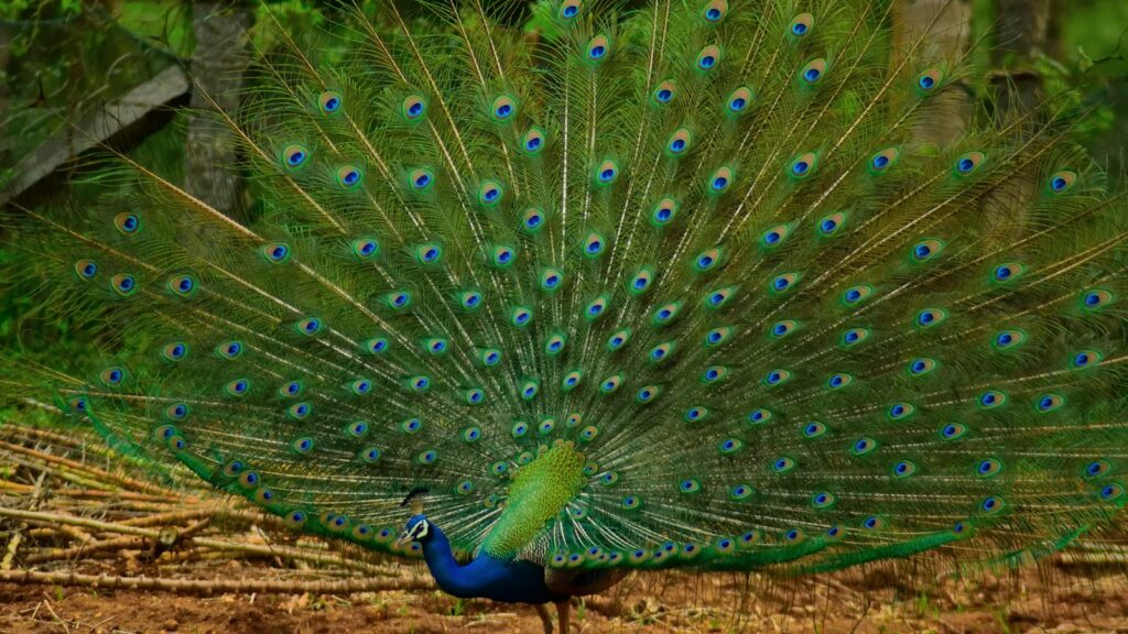 Peacock lowering its head while fanning out vibrant, colorful tail feathers