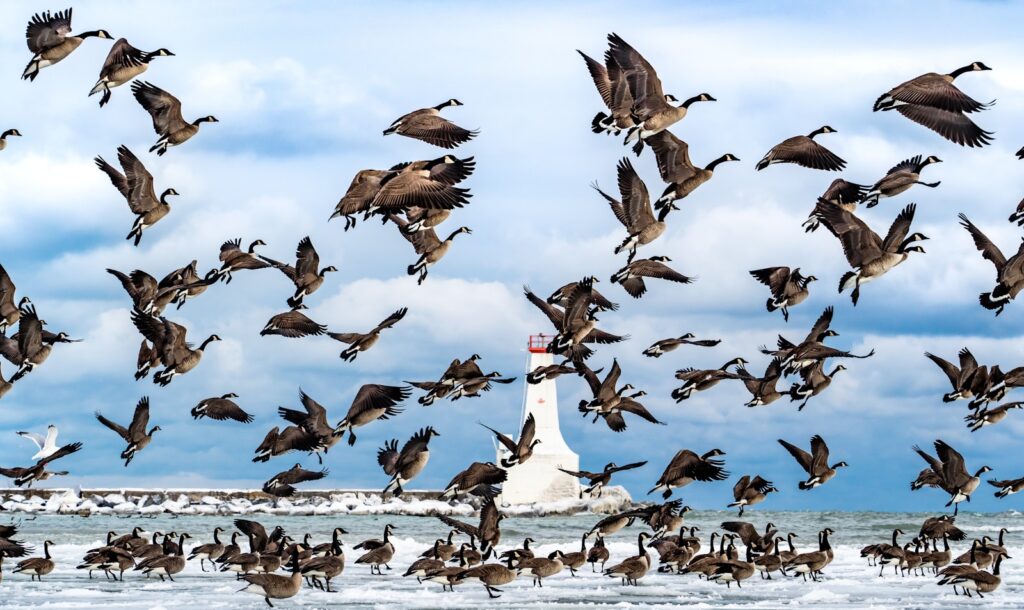 A flock of Canada geese flies over the water.