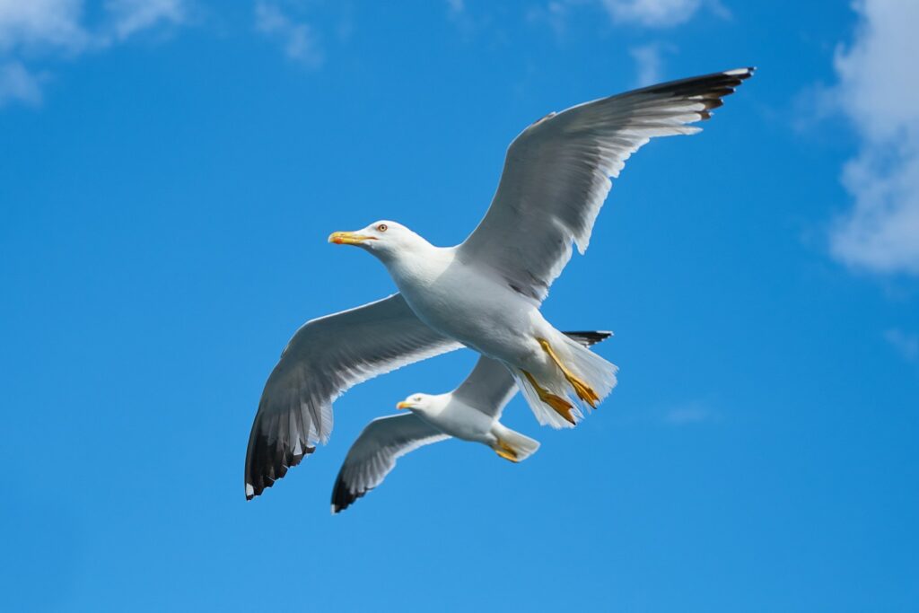 Two gulls soar against a clear blue sky.