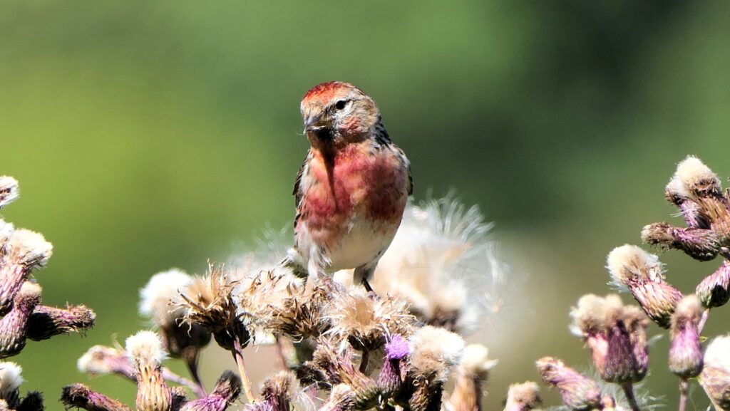 Common redpoll standing in flowers