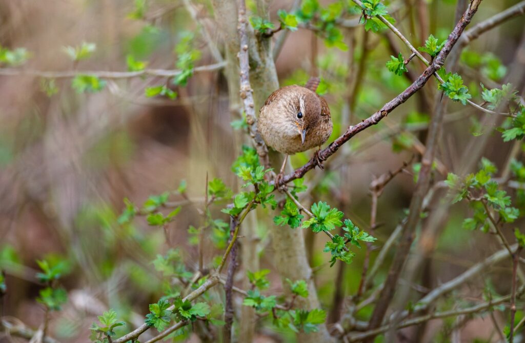 A Eurasian wren perches on a branch surrounded by green leaves.