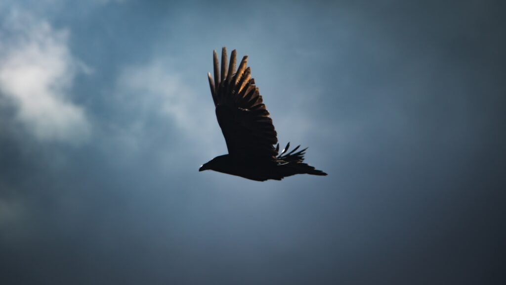 A crow soars against a cloudy sky.