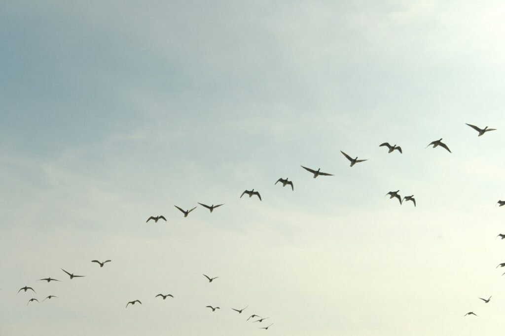 A large flock of Snow geese flies in scattered V-formations across a pale sky.