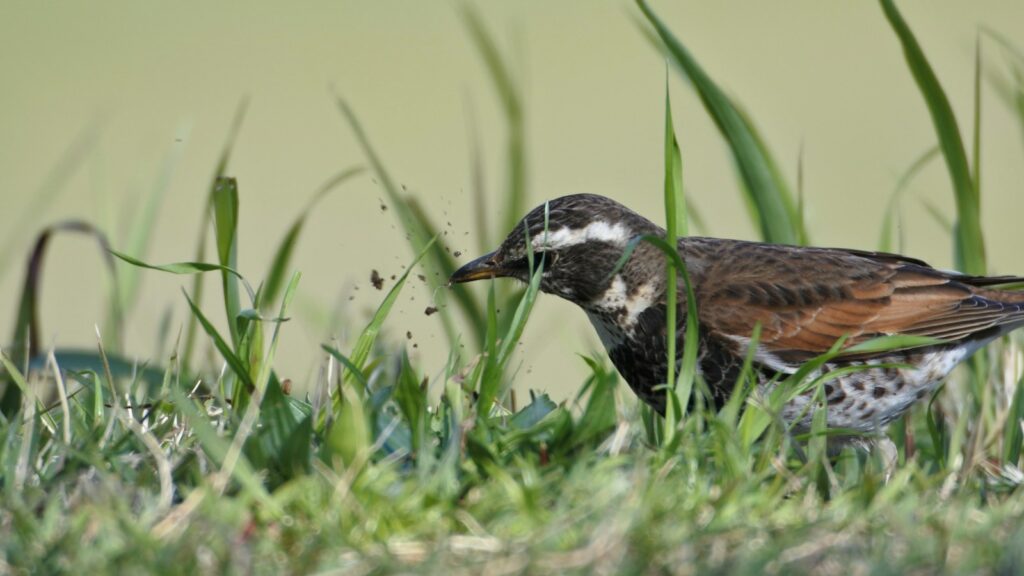 Thrush pecking the ground, foraging for food