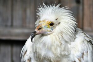 A close-up of an Egyptian vulture with white feathers and a sharp beak.