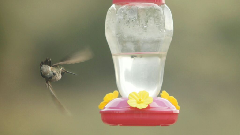 Hummingbird flying sideways, approaching a bird feeder