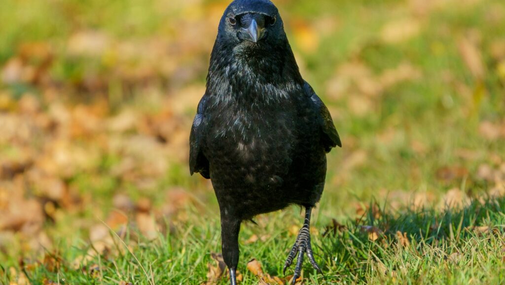Black crow standing on grass, gazing straight ahead