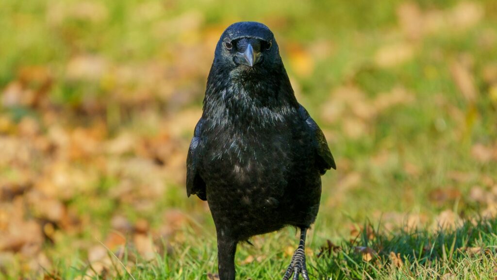 Crow standing on grassy ground surrounded by fallen leaves