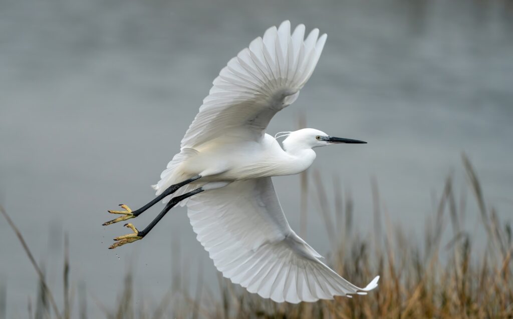 A Little Egret flies with its white wings spread.