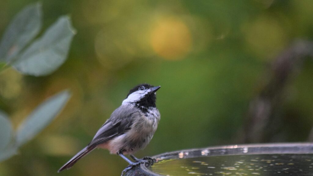 Chickadee perched on the edge of a bird bath, head tilted upwards