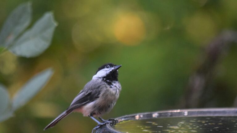 Chickadee perched on the edge of a bird bath, head tilted upwards