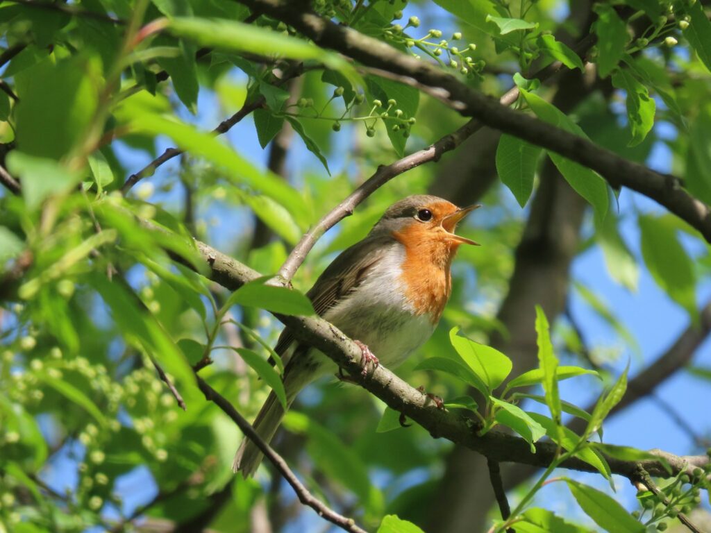 A European Robin with orange and grey plumage perches on a branch.