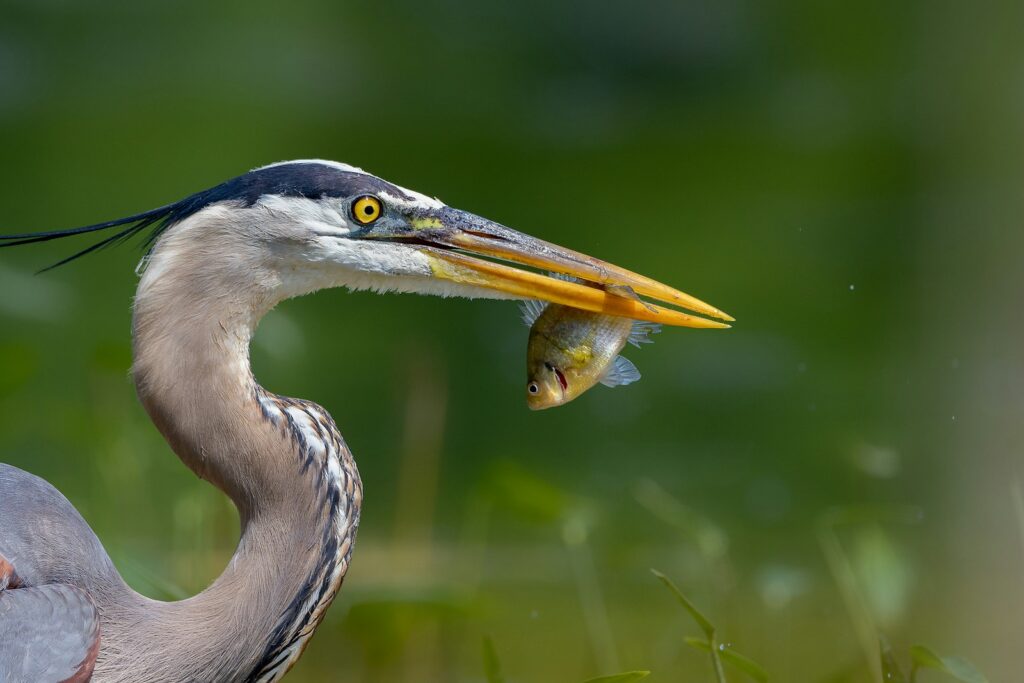 a bird with a fish in its mouth